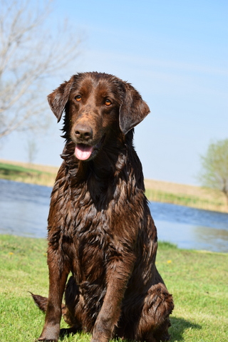 Certified Pointing Retriever “Annie”