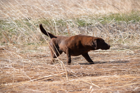 Pointing store labrador breeders