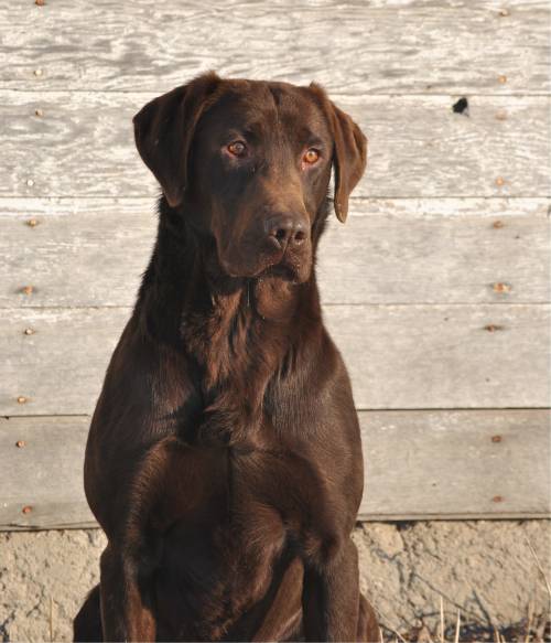 american chocolate lab