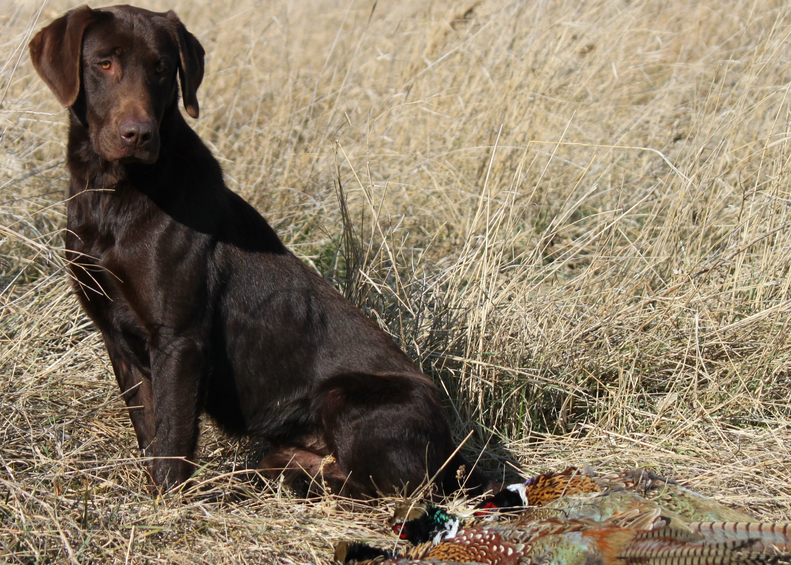 pointing lab puppies