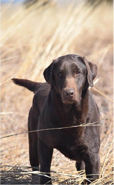 Working labrador 2024 stud dogs